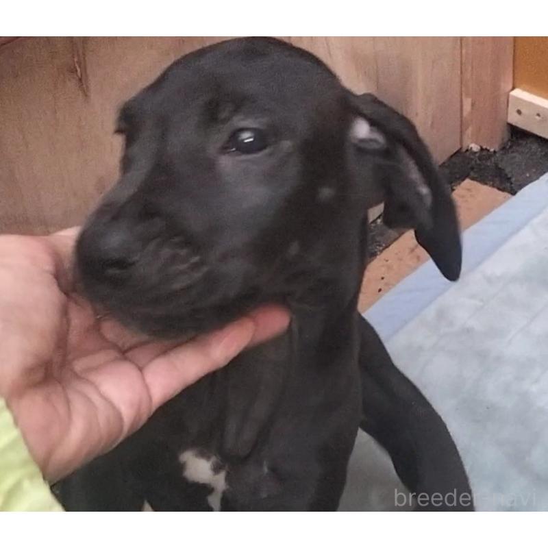 成約済の岐阜県のグレートデン-407959の2枚目