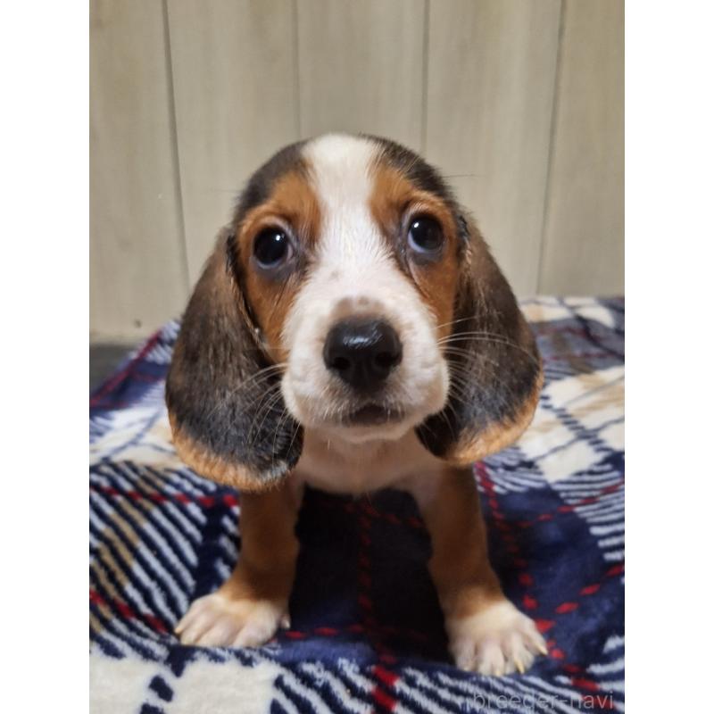 販売中の神奈川県のミックス犬-412993の12枚目