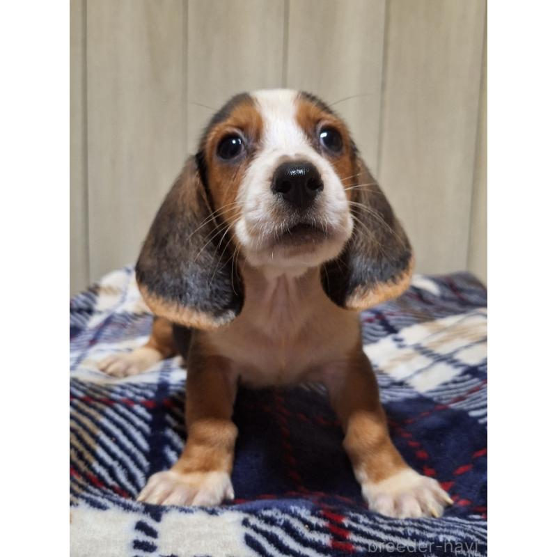販売中の神奈川県のミックス犬-412993の11枚目