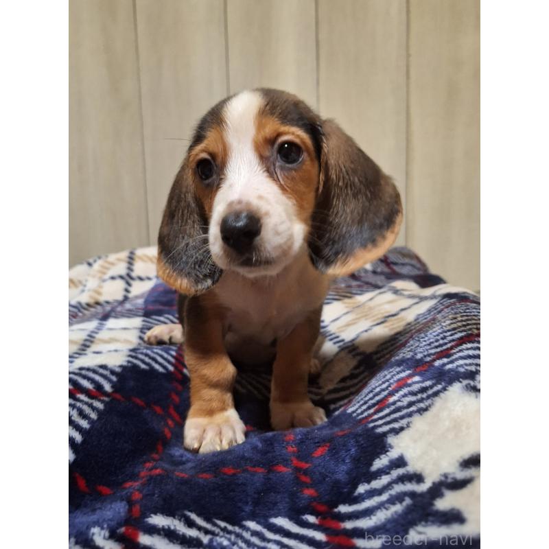 販売中の神奈川県のミックス犬-412993の10枚目