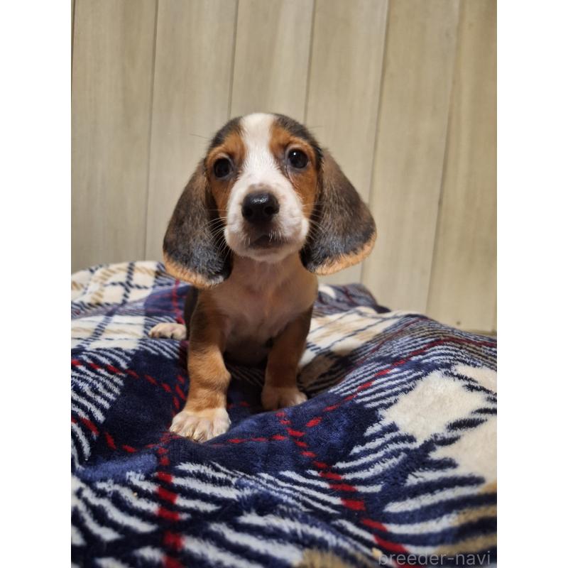販売中の神奈川県のミックス犬-412993の8枚目