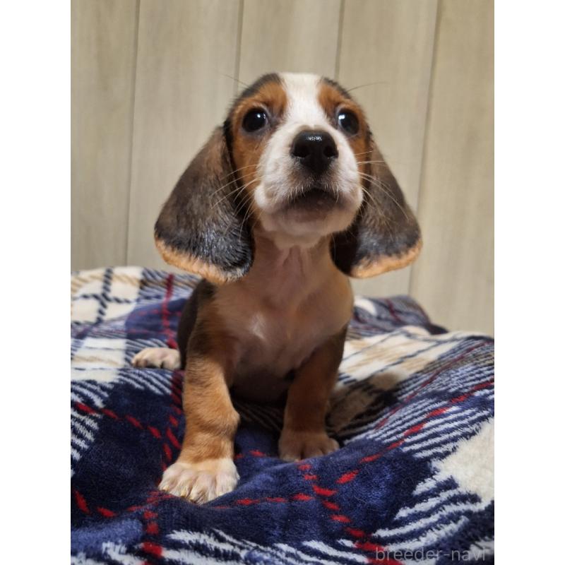 販売中の神奈川県のミックス犬-412993の6枚目