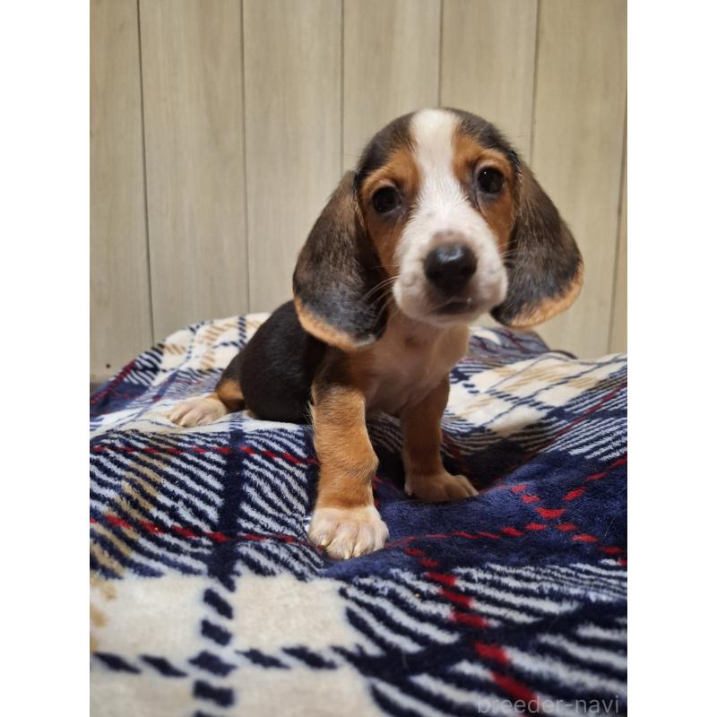 販売中の神奈川県のミックス犬-412993の5枚目
