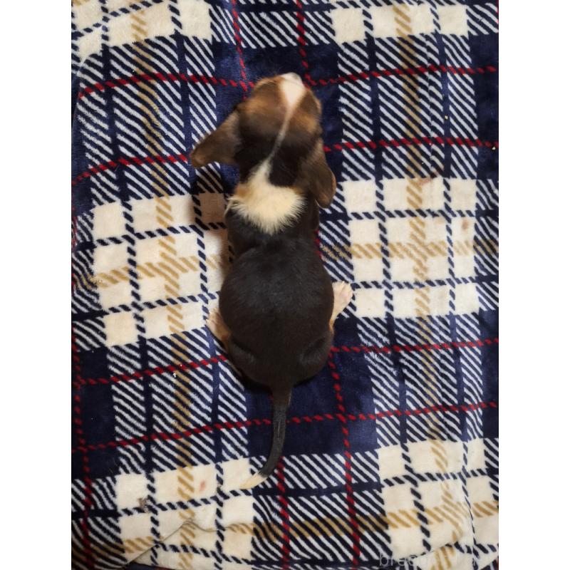 販売中の神奈川県のミックス犬-412993の2枚目