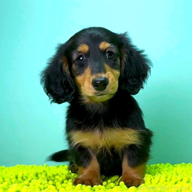 販売中の栃木県のミニチュアダックスフンド(ロングヘアード)-414345の5枚目