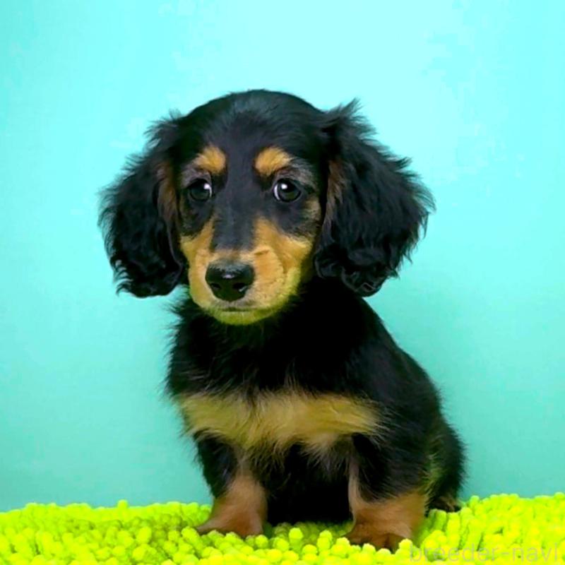 販売中の栃木県のミニチュアダックスフンド(ロングヘアード)-414345の4枚目