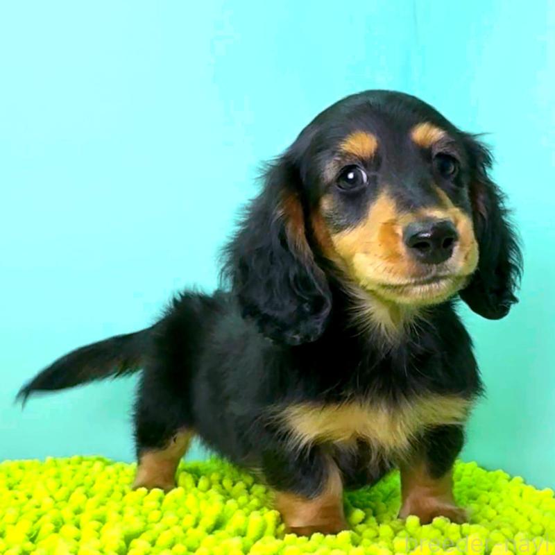 販売中の栃木県のミニチュアダックスフンド(ロングヘアード)-414345の3枚目