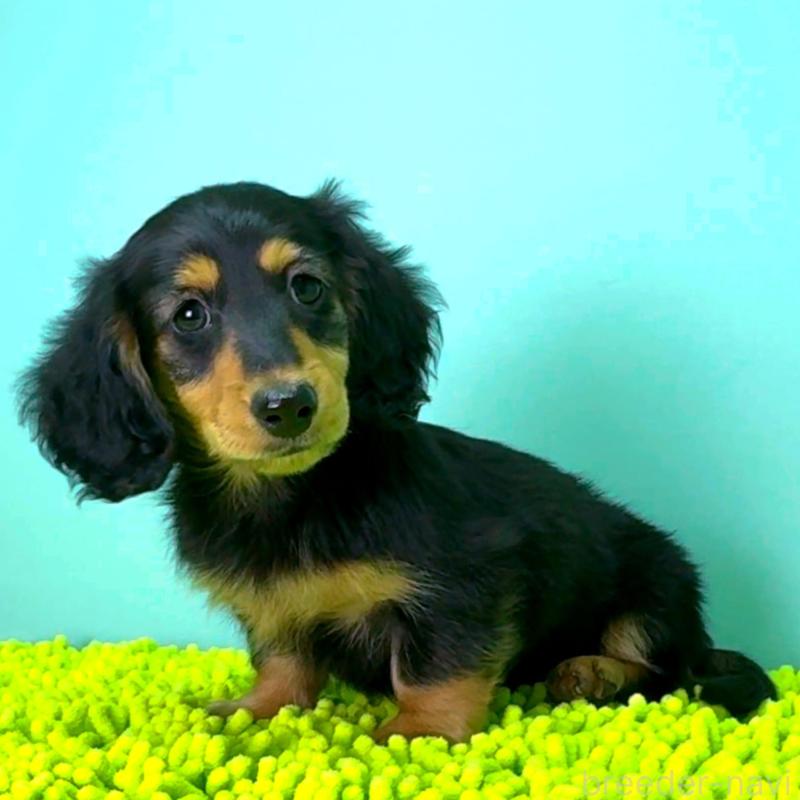 販売中の栃木県のミニチュアダックスフンド(ロングヘアード)-414345の2枚目