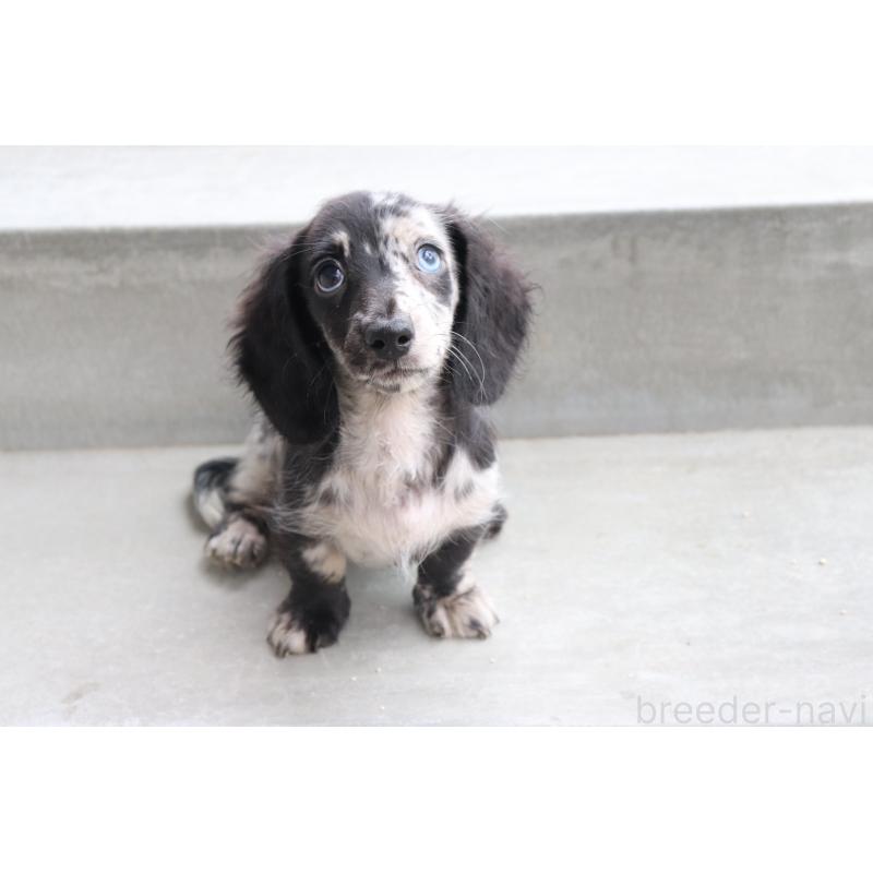 成約済の香川県のミニチュアダックスフンド(ロングヘアード)-413141の7枚目