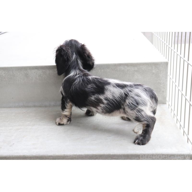 成約済の香川県のミニチュアダックスフンド(ロングヘアード)-413141の6枚目