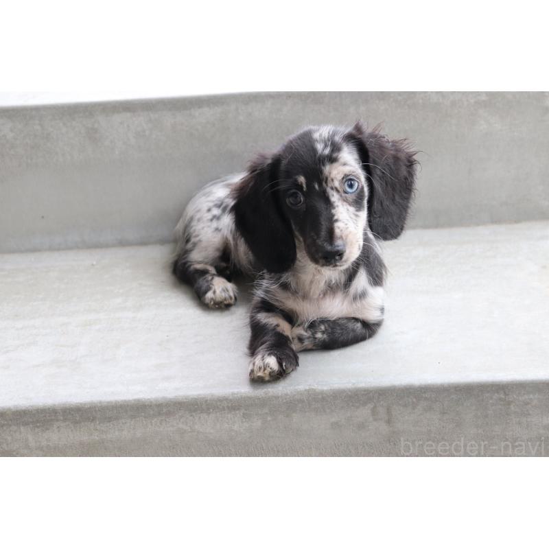 成約済の香川県のミニチュアダックスフンド(ロングヘアード)-413141の5枚目