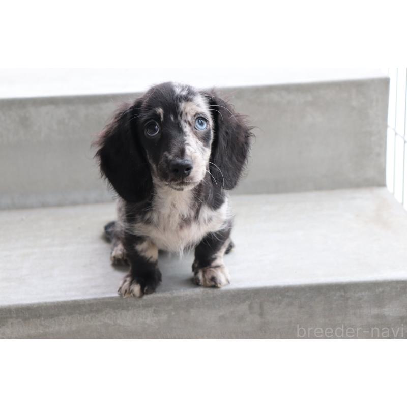 成約済の香川県のミニチュアダックスフンド(ロングヘアード)-413141の4枚目