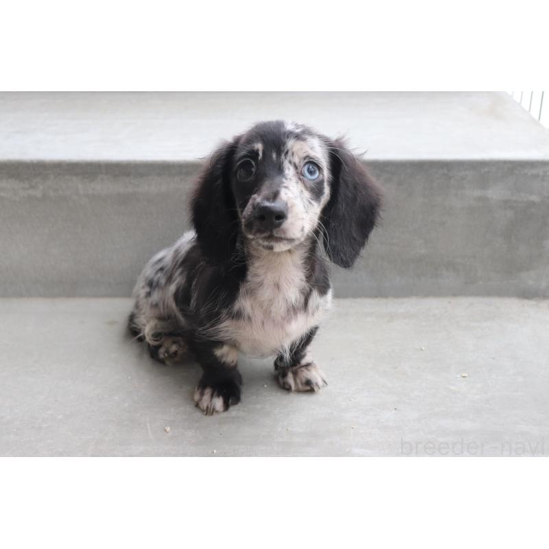 成約済の香川県のミニチュアダックスフンド(ロングヘアード)-413141の3枚目