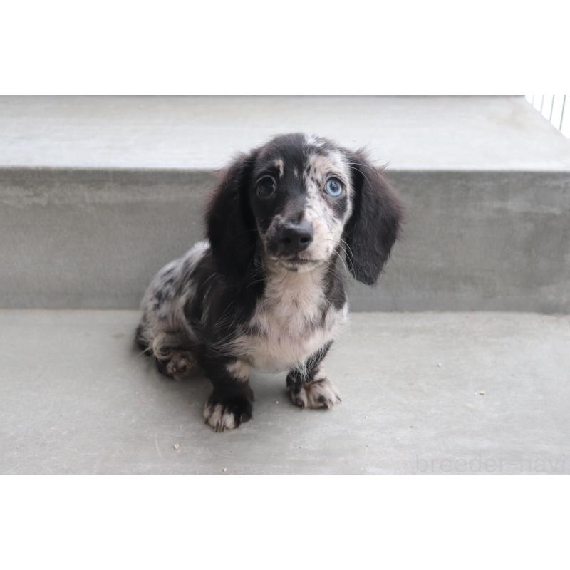 成約済の香川県のミニチュアダックスフンド(ロングヘアード)-413141の2枚目