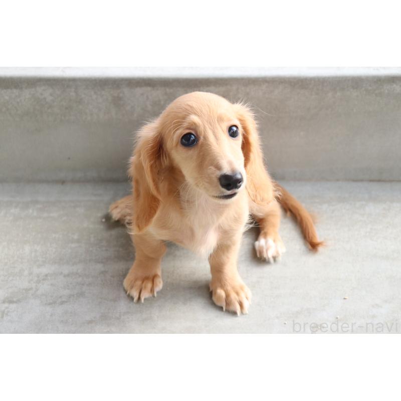 成約済の香川県のミニチュアダックスフンド(ロングヘアード)-406331の11枚目