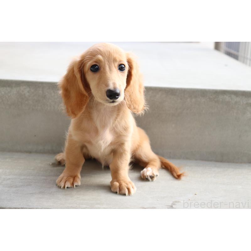 成約済の香川県のミニチュアダックスフンド(ロングヘアード)-406331の10枚目