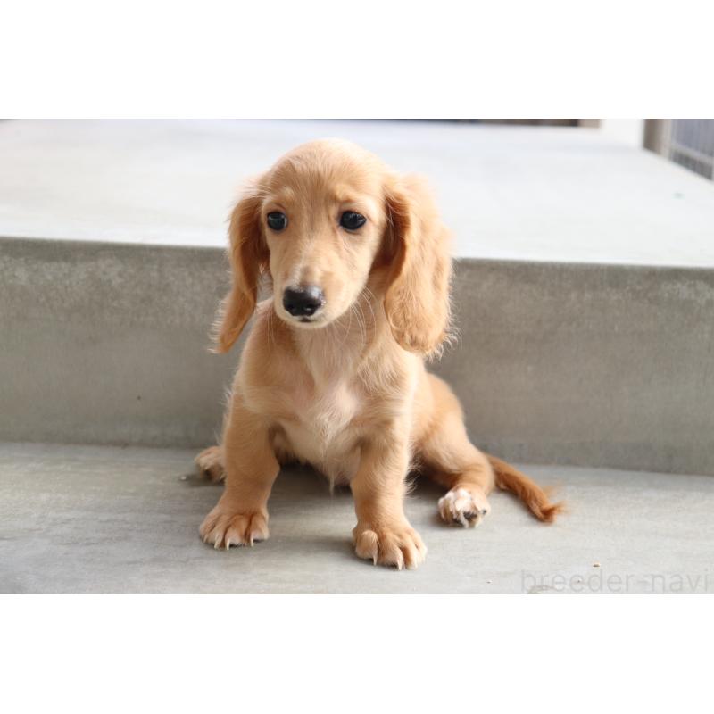 成約済の香川県のミニチュアダックスフンド(ロングヘアード)-406331の9枚目