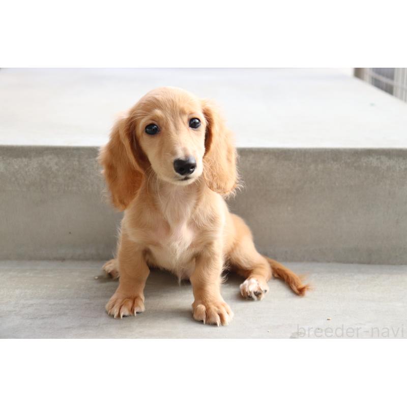 成約済の香川県のミニチュアダックスフンド(ロングヘアード)-406331の8枚目