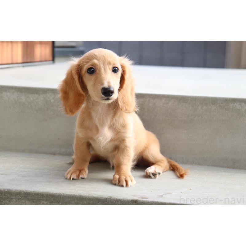 成約済の香川県のミニチュアダックスフンド(ロングヘアード)-406331の7枚目