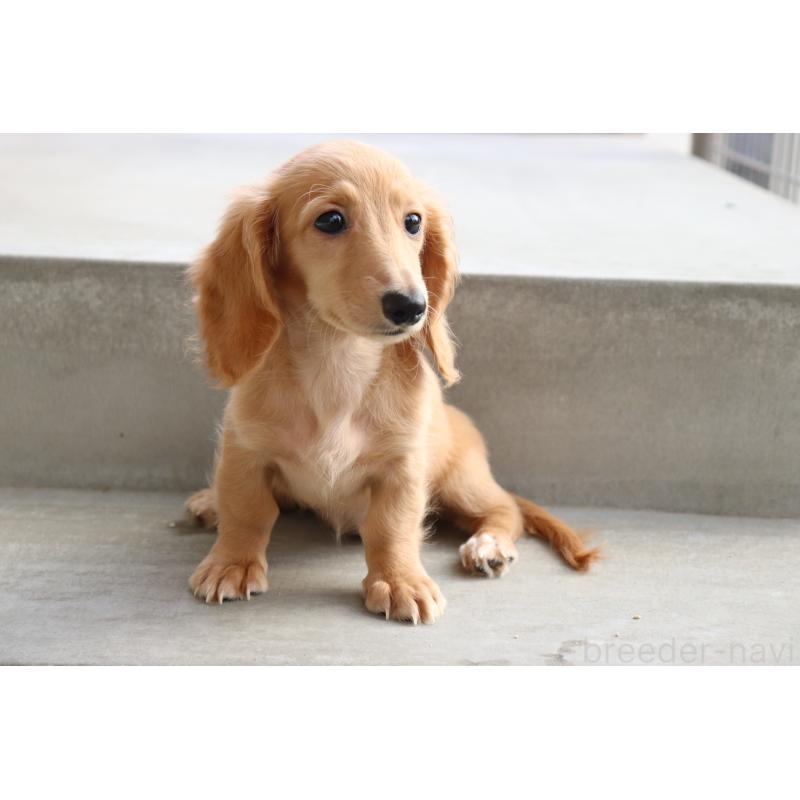 成約済の香川県のミニチュアダックスフンド(ロングヘアード)-406331の6枚目