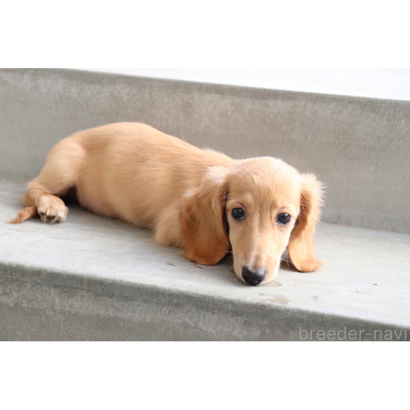 成約済の香川県のミニチュアダックスフンド(ロングヘアード)-406331の5枚目