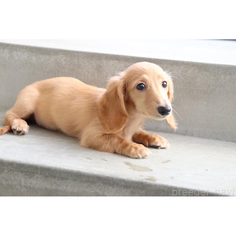 成約済の香川県のミニチュアダックスフンド(ロングヘアード)-406331の4枚目