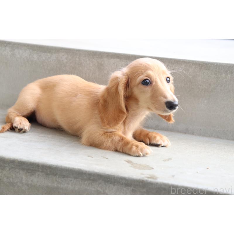 成約済の香川県のミニチュアダックスフンド(ロングヘアード)-406331の3枚目