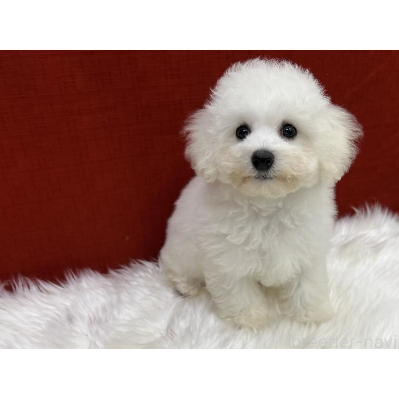 成約済の東京都のビションフリーゼ-411982の6枚目