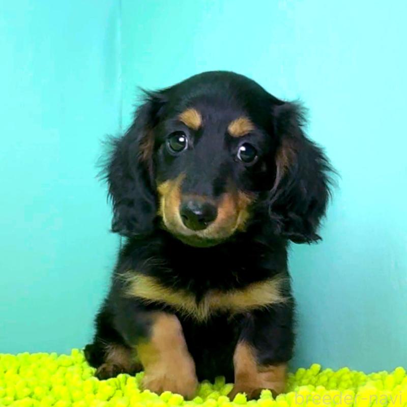 販売中の栃木県のミニチュアダックスフンド(ロングヘアード)-414361の4枚目