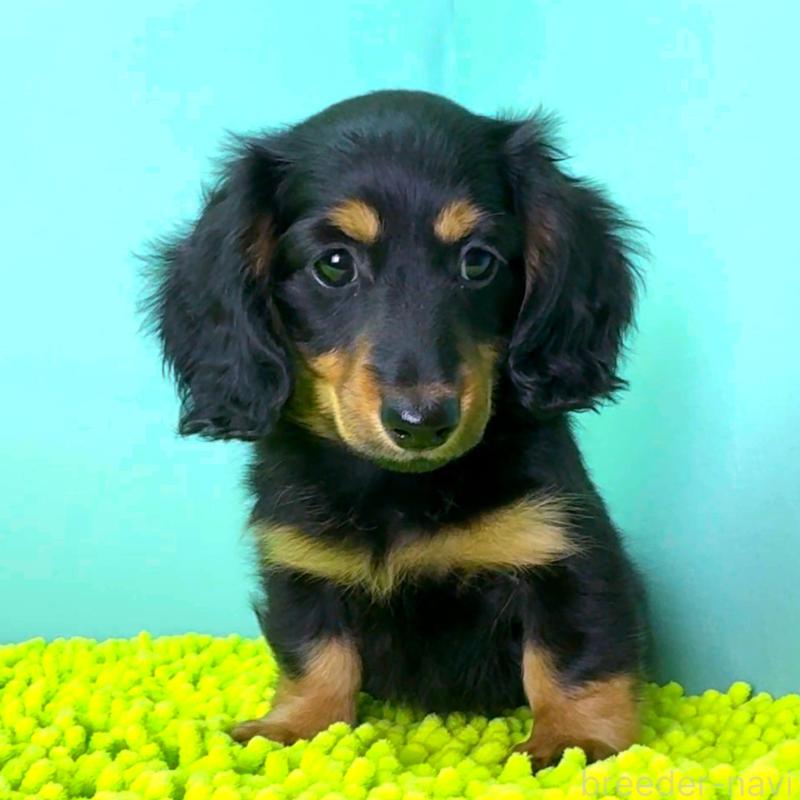 販売中の栃木県のミニチュアダックスフンド(ロングヘアード)-414361の3枚目