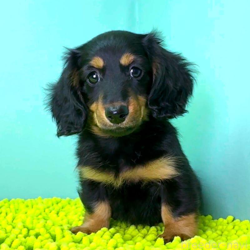 販売中の栃木県のミニチュアダックスフンド(ロングヘアード)-414361の2枚目