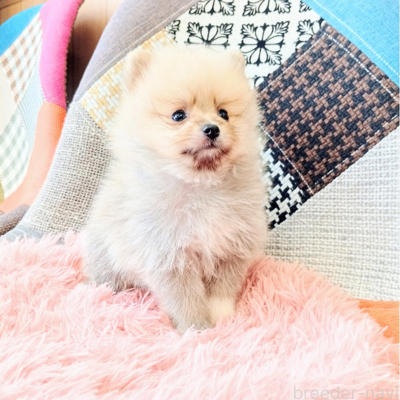 成約済の和歌山県のポメラニアン-414300の5枚目