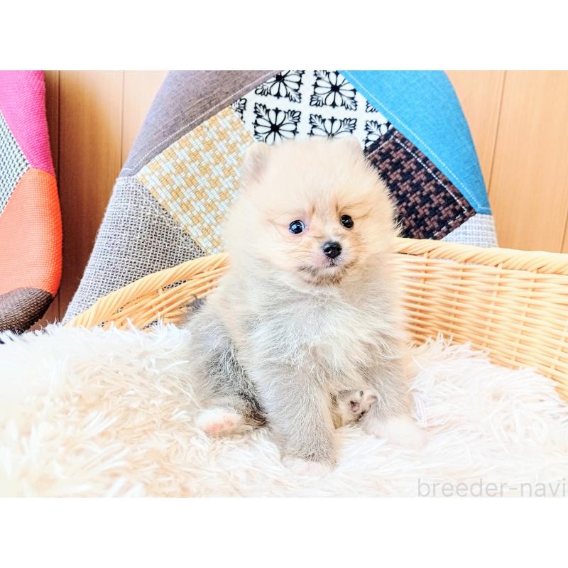 成約済の和歌山県のポメラニアン-414300の4枚目