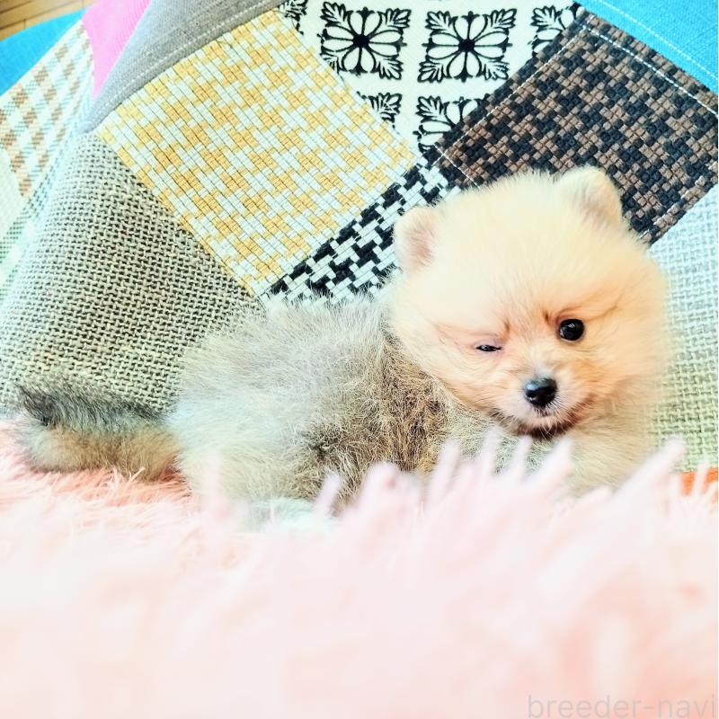 成約済の和歌山県のポメラニアン-414300の3枚目