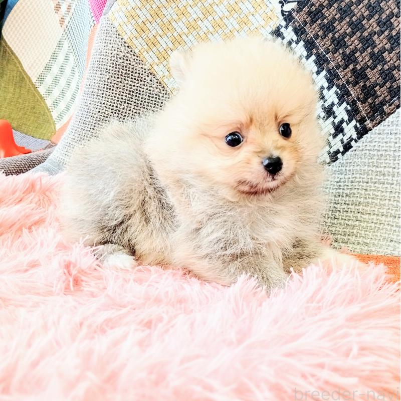 成約済の和歌山県のポメラニアン-414300の2枚目