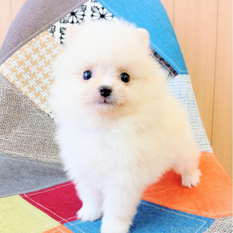 販売中の和歌山県のポメラニアン-414303