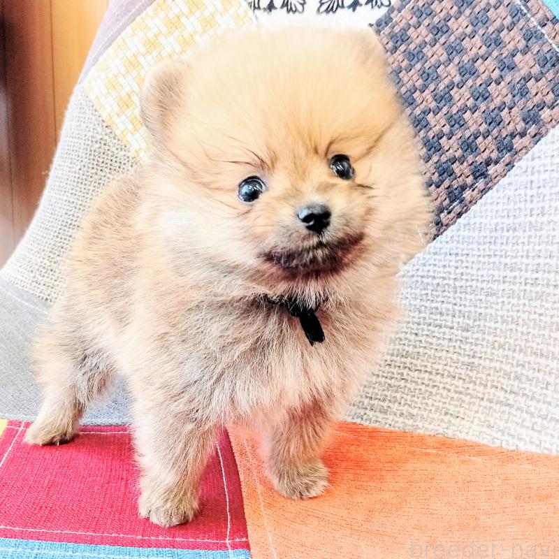 販売中の和歌山県のポメラニアン-415086