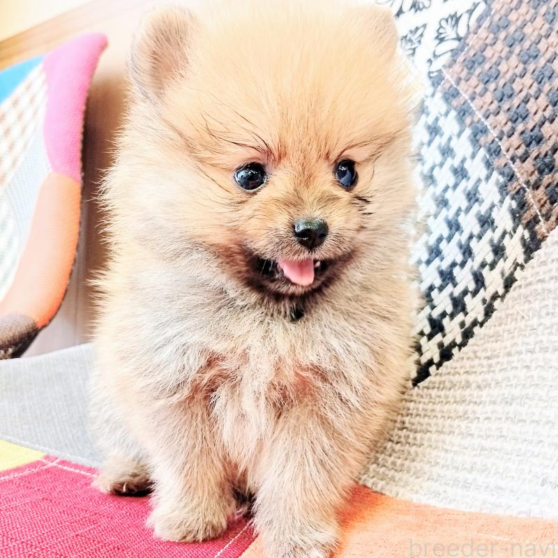 成約済の和歌山県のポメラニアン-415086の5枚目