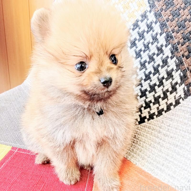 成約済の和歌山県のポメラニアン-415086の4枚目