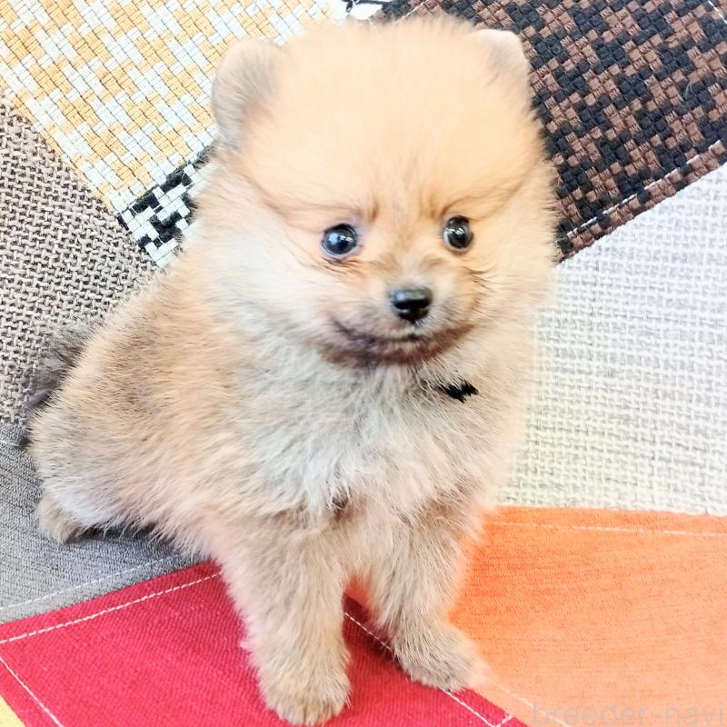 成約済の和歌山県のポメラニアン-415086の3枚目