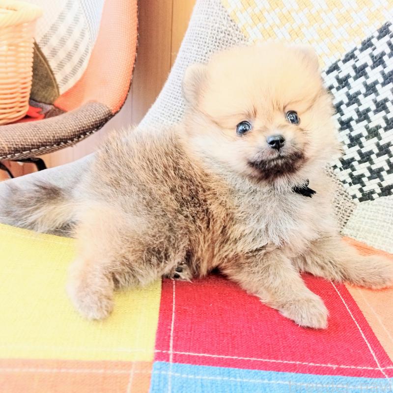 成約済の和歌山県のポメラニアン-415086の2枚目