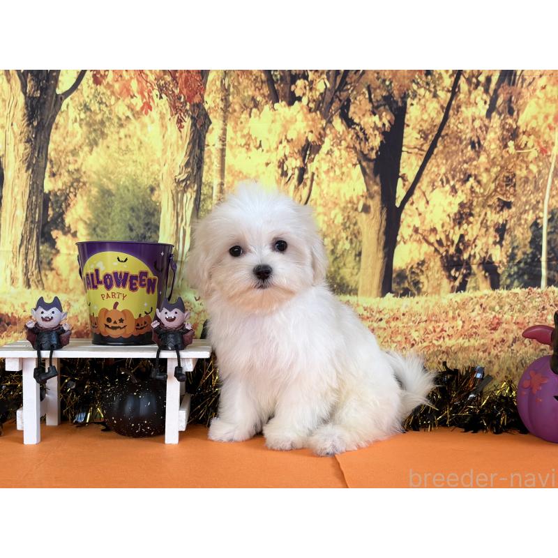 商談中の秋田県のマルチーズ-406637の5枚目