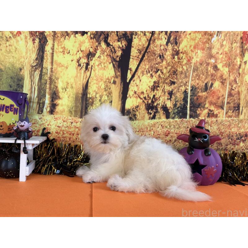 商談中の秋田県のマルチーズ-406637の4枚目