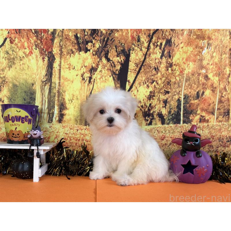 商談中の秋田県のマルチーズ-406637の3枚目