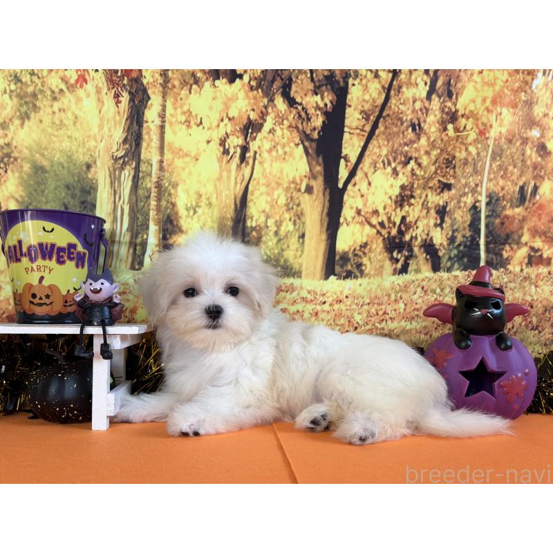 商談中の秋田県のマルチーズ-406637の2枚目