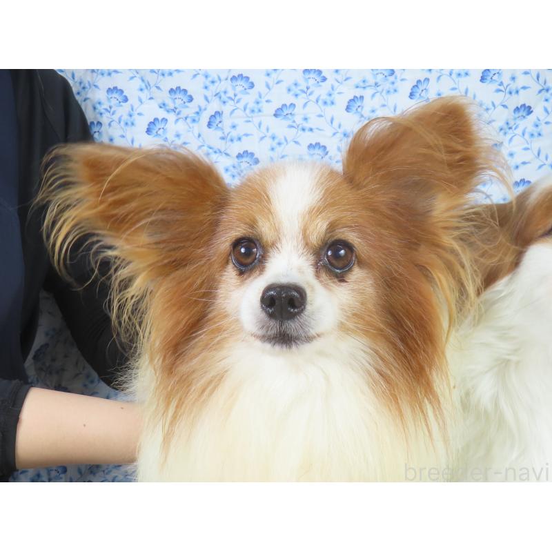 ルッコラくん1枚目