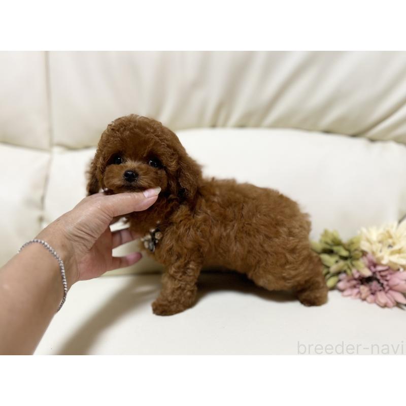 販売中の大阪府のティーカッププードル-407570の8枚目