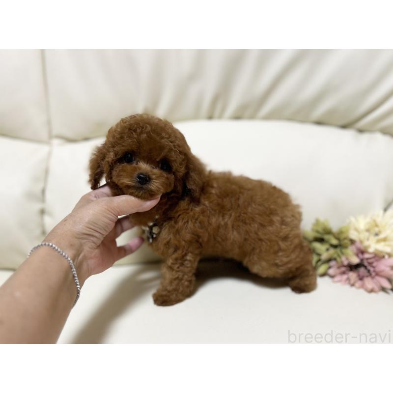 販売中の大阪府のティーカッププードル-407570の7枚目