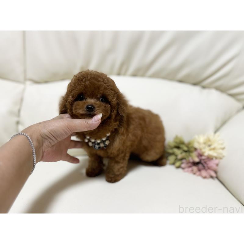 販売中の大阪府のティーカッププードル-407570の6枚目