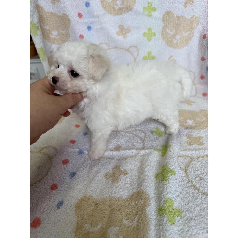 成約済の山形県のビションフリーゼ-416529の6枚目